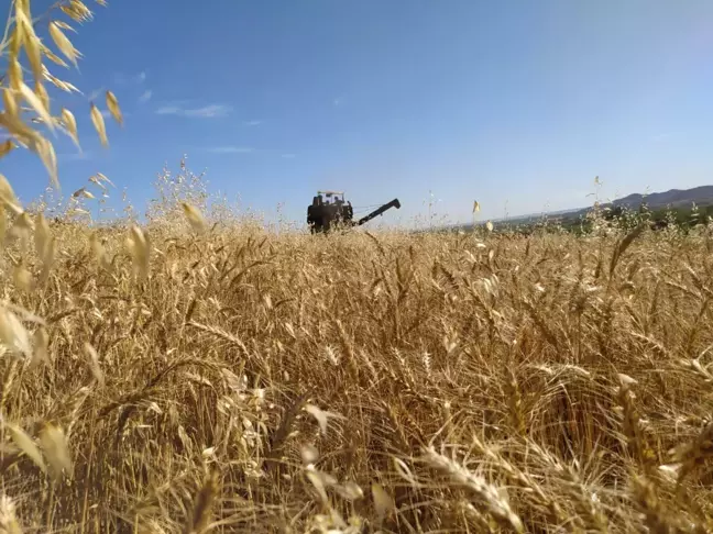 Çukurova'da buğday hasadı başladı