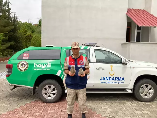 Malatya'da jandarmanın bulduğu kulaklı orman baykuşu yavruları korumaya alındı