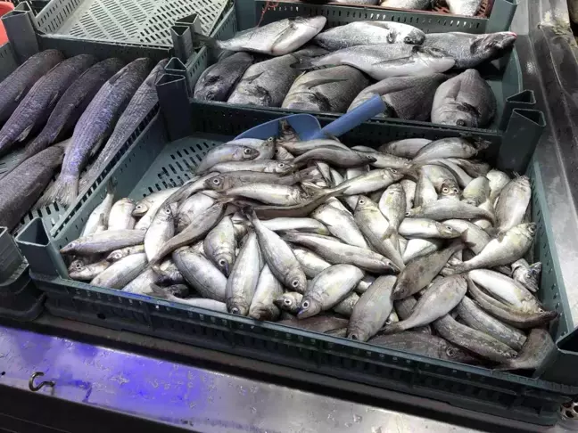Tezgahları kıyı balıkları süslüyor