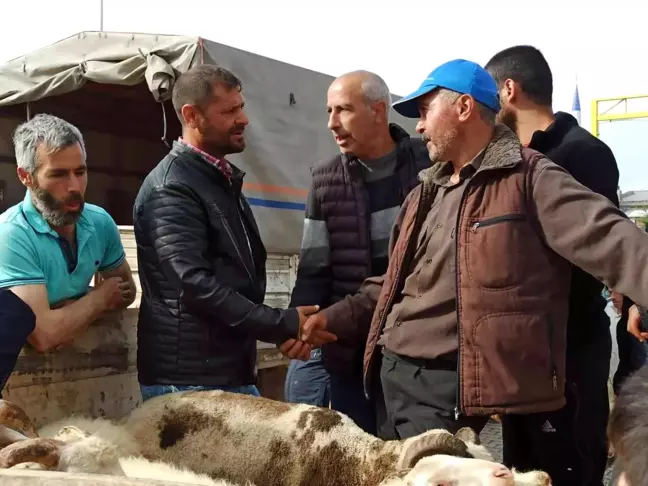 Kurban Bayramı'nın yaklaşması ile küçükbaş hayvan pazarında hareketlilik başladı