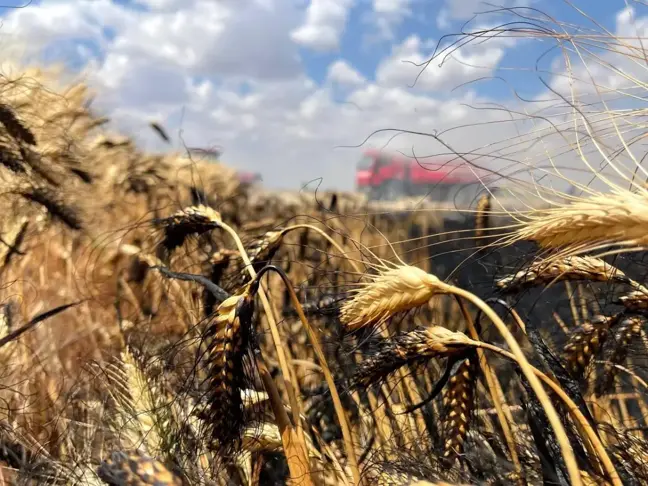 Buğday tarlasının yanmasını mahalleli engelledi