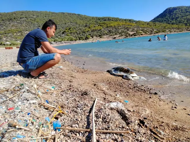 Son dakika haberi... Ölü caretta caretta sahile vurdu