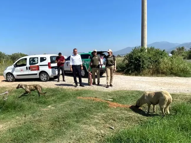 Aydın'da sokak hayvanları unutulmadı