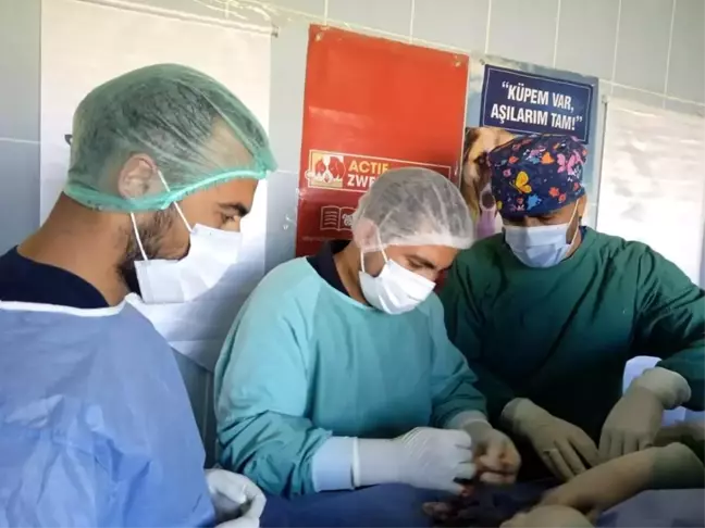 Ardahan Belediyesi ve Haytap'tan sokak hayvanlarına ortak çalışma