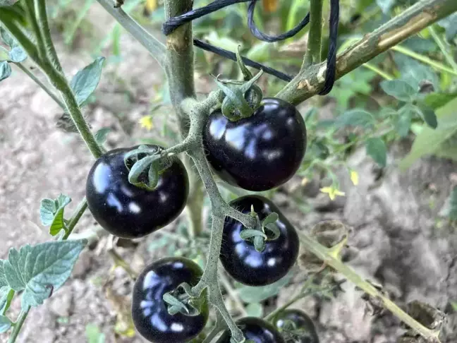 Meksika'daki arkadaşı ilham verdi, siyah domates görenleri şaşkına çeviriyor