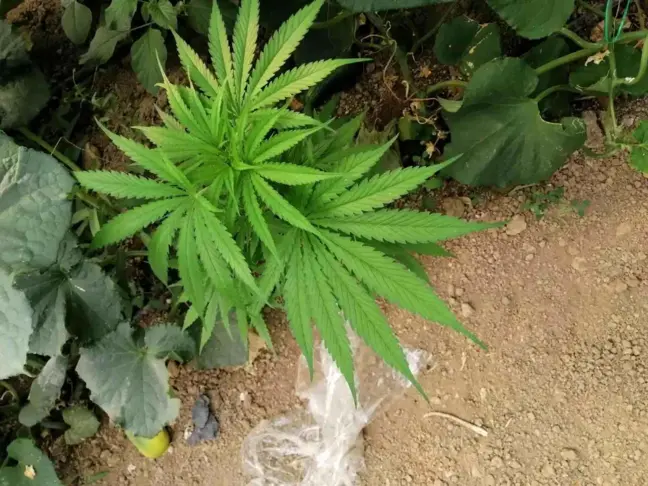 Antalya haberi | Elmalı'da jandarmadan kenevir operasyonu