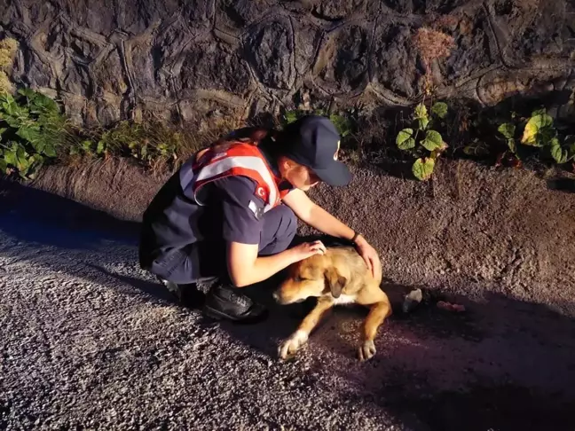 Son Dakika | Jandarma ekipleri yaralı köpek için seferber oldu