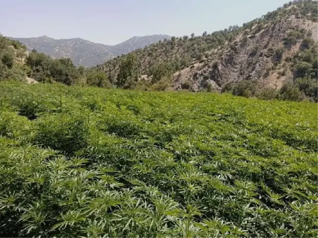 Diyarbakır haber: İçişleri: Diyarbakır'da 11 milyon 942 bin kök kenevir, 841 kilo esrar ele geçirildi