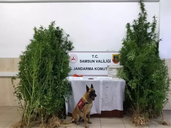 Samsun haber: Samsun'da çok sayıda narkotik madde ele geçirildi