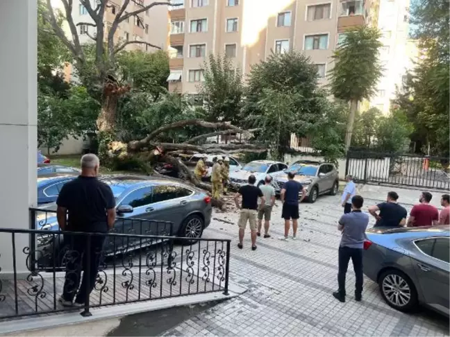 Diyarbakır haberleri... (Devrilme anıyla) KADIKÖY'DE ÇINAR AĞACI PARK HALİNDEKİ 5 ARACIN ÜZERİNE DEVRİLDİ