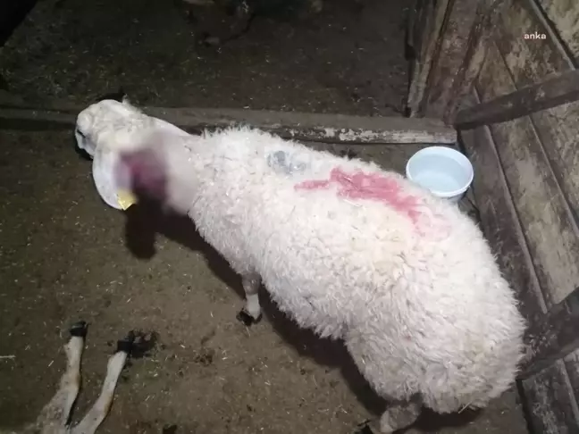 Sivas haberi... Sivas'ta Boz Ayılar Köye İndi, 17 Koyunu Boğdu