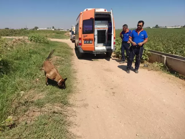 Şanlıurfa haberi: Şanlıurfa'da kaybolan çocuğu arama çalışmaları sürüyor