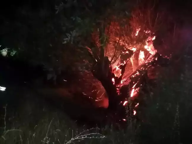 Son dakika haber! Yanan ağaç itfaiye ekiplerince söndürüldü