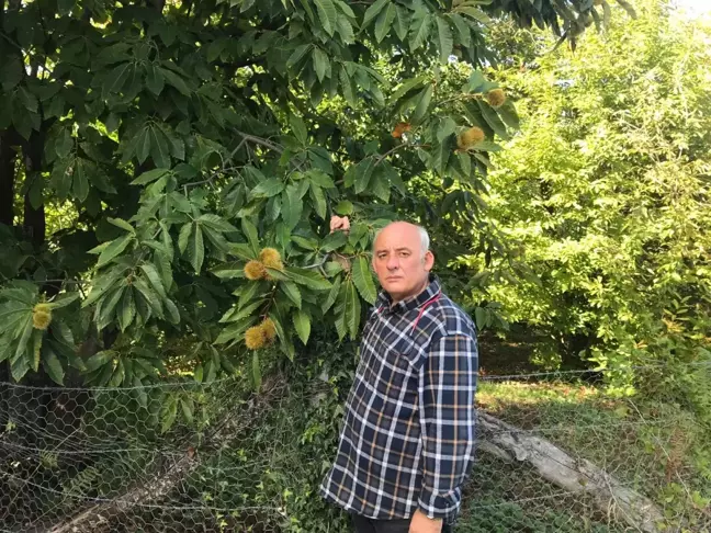 Sinop haberi | Erfelek kestanesinde rekoltenin 350 tona düşeceği öngörülüyor
