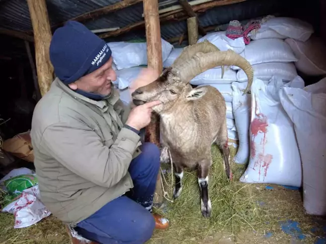 Köpeklerin saldırısından kurtardığı yaban keçisini sevmeye doyamadı