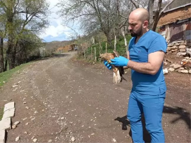 Bingöl'de Yaralı Şahin Tedavi Altına Alındı