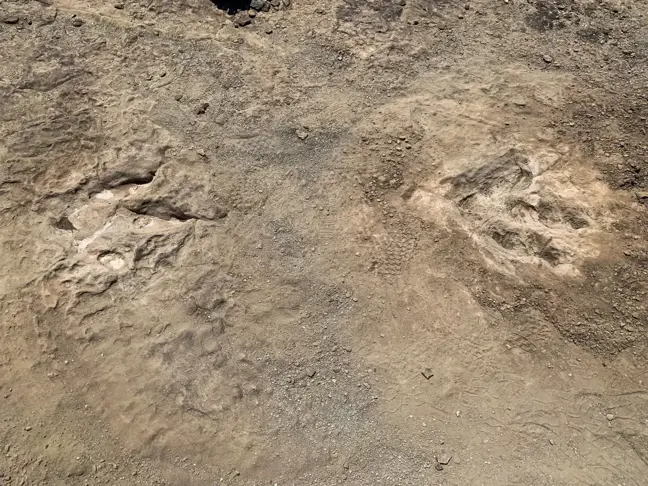 Çin'de 120 Milyon Yıl Öncesine Ait 53 Dinozor Ayak İzi Fosili Bulundu