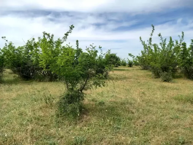 Kırklareli'nde Parçalanmış Ceset Bulundu