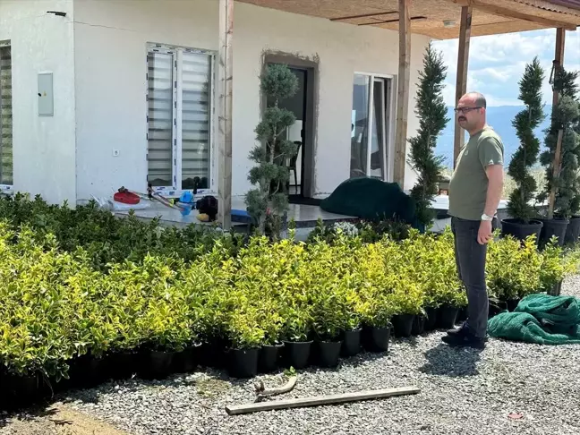 Tosya'da 10 Bin Kök Süs Bitkisi Dikilecek
