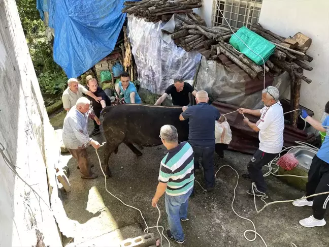 Rize'de kesim öncesi kaçmaya çalışan kurbanlık boğa, sahibini yaraladı