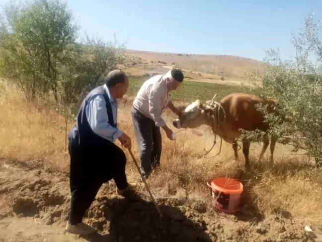 Elazığ'da kaçan kurbanlık inek 22 gün sonra yakalandı