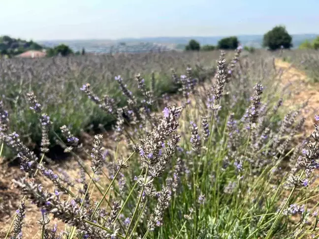Beykoz Riva'da Lavanta Bahçesi Açıldı