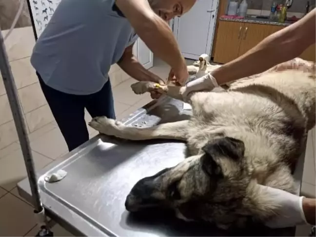 Salihli'de Sokak Köpeği Av Tüfeğiyle Öldürüldü