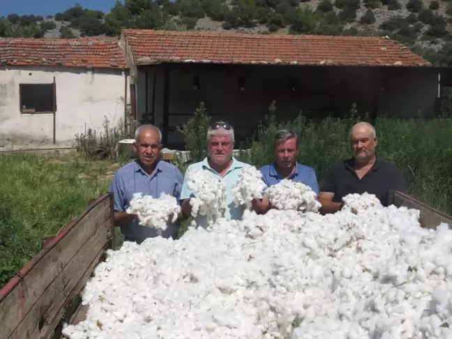 Aydın Söke'de Pamuk Hasadı Başladı