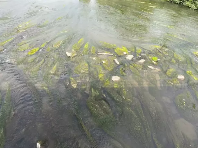 Ardahan'da Kura Nehri'nde su azalması ve oluşan kum adacıkları ve yosunlar