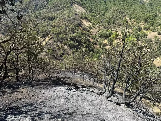 Bingöl'ün Genç ilçesinde çıkan orman yangını kontrol altına alındı