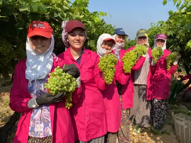 Sultani cinsi sofralık üzüm ihracat yolculuğuna çıktı