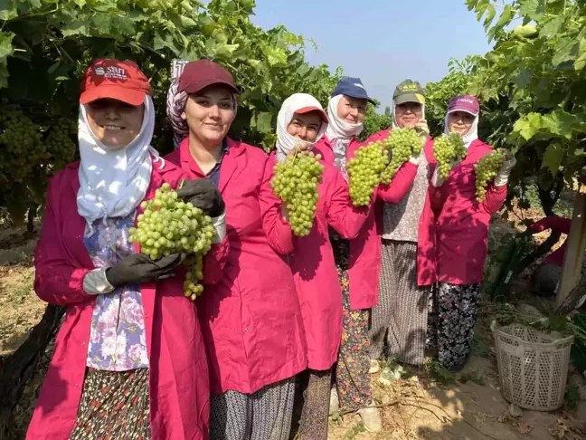 Manisa'da Çekirdeksiz Üzüm Hasat ve İhracat Töreni Düzenlendi