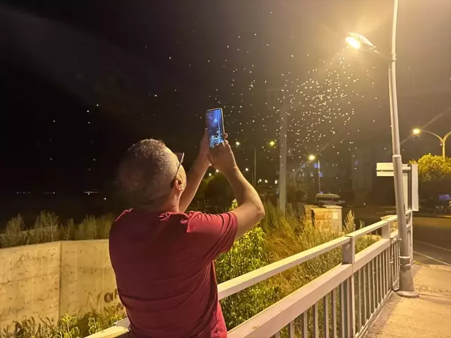 Ardahan'da Kelebekleri Andıran Türlerin Ölüm Uçuşu Devam Ediyor