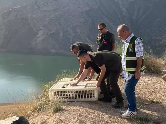 Malatya'da yetiştirilen 600 kınalı keklik, Siirt'te doğaya bırakıldı