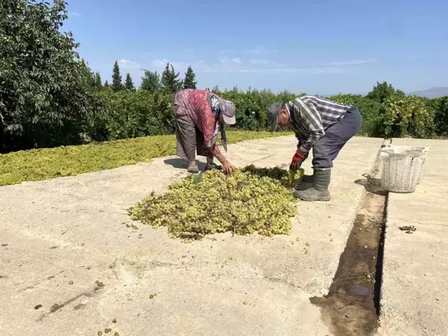 Dünyaca ünlü Sultaniye üzümünü mildiyö vurdu, rekolte düştü