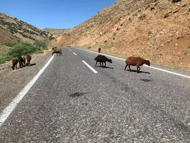 Erzurum Valiliği, kaymakamın çobana ceza kestiği iddialarını yalanladı