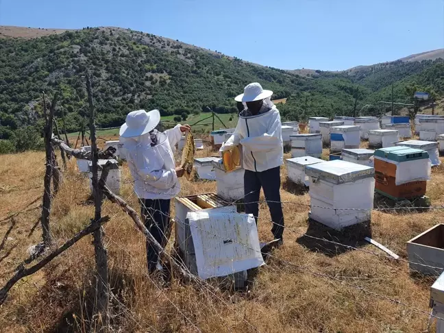 Çorum Mecitözü'nde Bal Hasat Sezonu Başladı