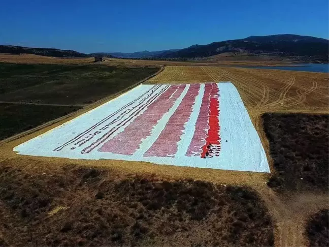 Yozgat'ın Çekerek ilçesinde domates hasadı başladı