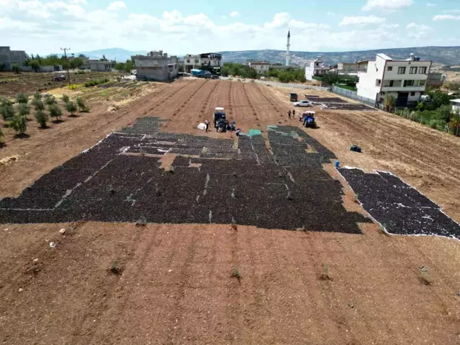 Kilis'te üzüm hasadı ve kurutma işlemi başladı