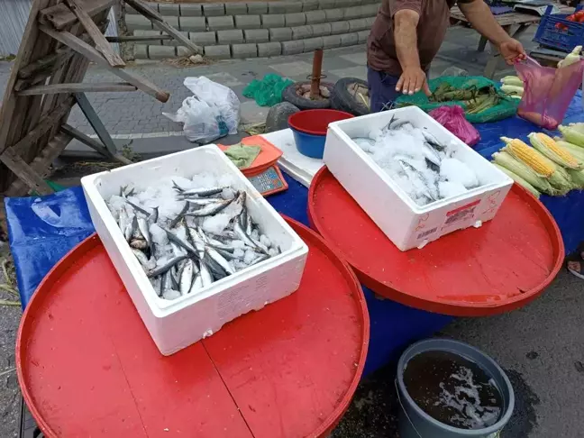 Av sezonu başladı, fiyatlar 5 kat azaldı