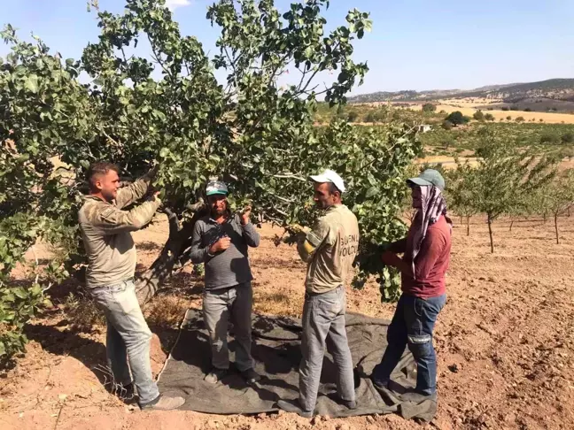 'Yeşil Altın' Antep Fıstığı Hasadı Başladı