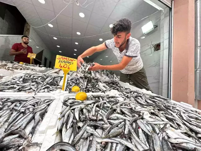 Tezgahlarda hamsi bolluğu! Fiyat 40 liraya kadar düştü