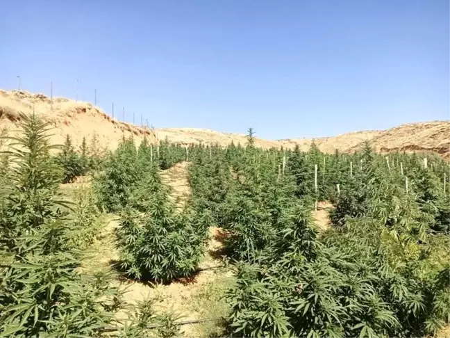 Bingöl'de 88 Bin 766 Kök Kenevir Bitkisi Ele Geçirildi