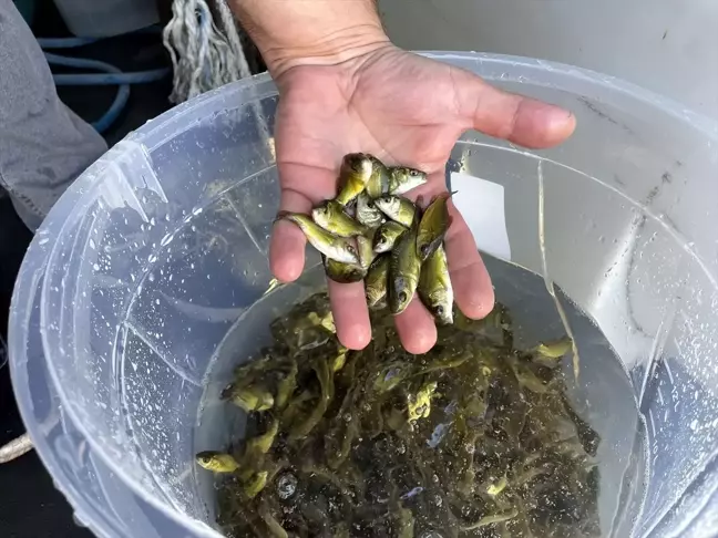 Çıldır Gölü'ne 150 bin aynalı sazan balığı yavrusu bırakıldı