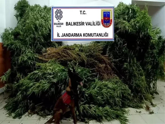 Balıkesir'de Uyuşturucu Operasyonu: 1 Kilogram Esrar ve 271 Kenevir Bitkisi Ele Geçirildi