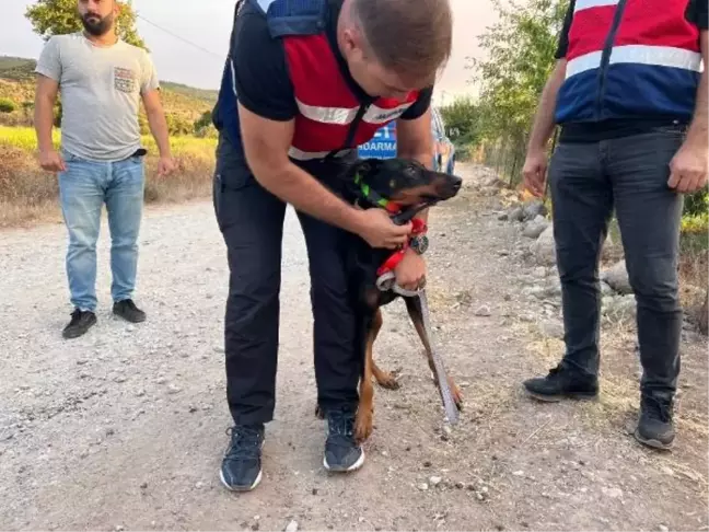 BERZEG'İN KÖPEĞİ TİNA'NIN TAHLİLLERİNDEN DE SONUÇ ÇIKMADI
