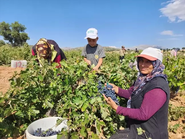 Konya'nın Güneysınır ilçesinde ekşikara üzümleri serilmeye başlandı