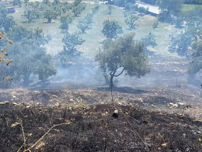 Aydın'da Zeytin ve İncir Bahçesi Yandı