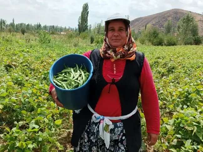 Şuhut'ta Fasulye Hasadı: Üreticinin Yüzü Güldü, İşçilerin Talebi Artış