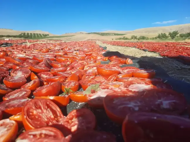 Malatya'da Kurutmalık Domates Hasadı Başladı